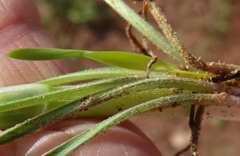 Pancratium tenuifolium, L. Nanyeni 1257--Namibia. Hwy D1471, S of Eningu Farm. 28 Mar 2018. DSC03969 (12).JPG