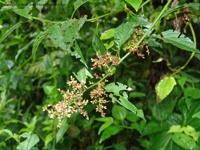 Chamissoa, Croat 95718--Ecuador. Maquipucuna Biol. Res. Send. Princip. 11 Mar 06. 176.jpg