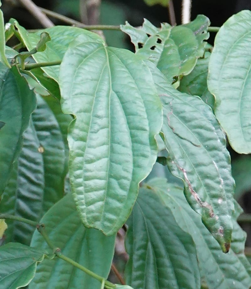Piper bonii, D. Boufford 44107--China. Yunnan. Lao jun Shan. 30 Apr 2018. DSC00424 (388).JPG