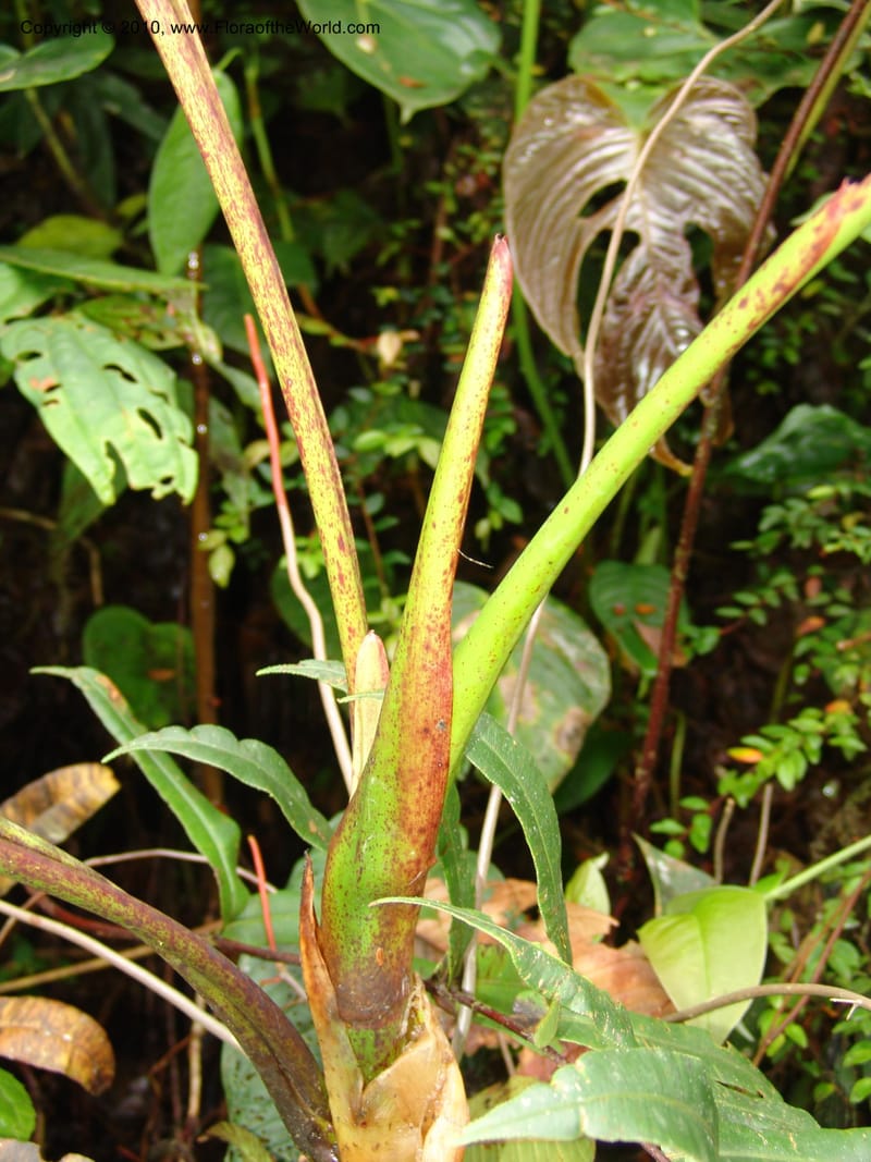 Anthurium incomptum, Croat 96349--Ecuador. Prov. Pichincha. Pacto-Pto. Quito Rd.. 25 Mar 06. 028 (6).jpg