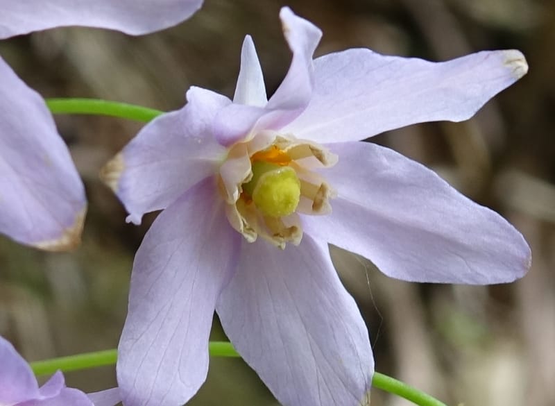 Ranzania japonica--Japan. Myoko Kenmin-no-mori. Hiuchiyama Trial. 27 May 2016.  (126).JPG