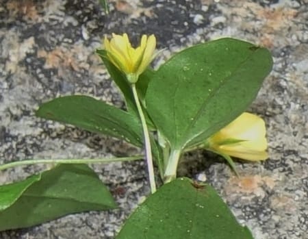 Lysimachia nemorum, Davidson, C 13258--Switzerland. Oberwald. Chapel St. Nikolas. 2 Jul 2016. DSC07728 (542).JPG