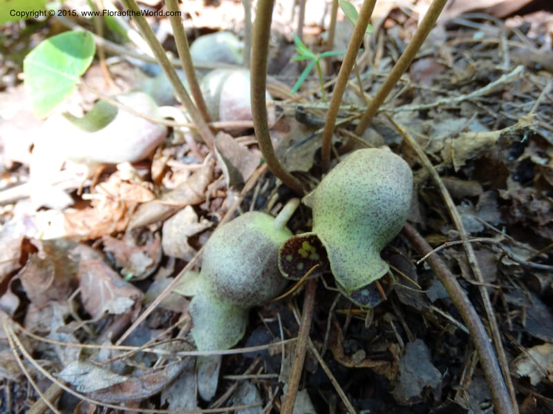 Asarum shuttleworthii, Davidson, C 12948--North Carolina. Trans. Co. W Cradle of For. 11 May 2015. DSC03837 (26).JPG