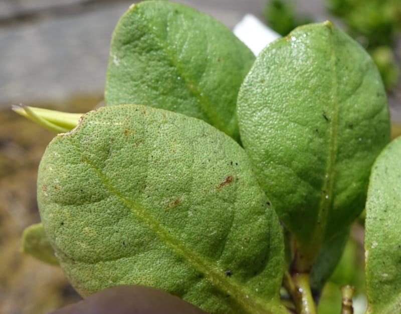 Anthocercis viscosa, Davidson, C 13498--Australia. W. A. Two People's Bay Nat. Res. 29 Oct 2016. DSC06475 (135).JPG