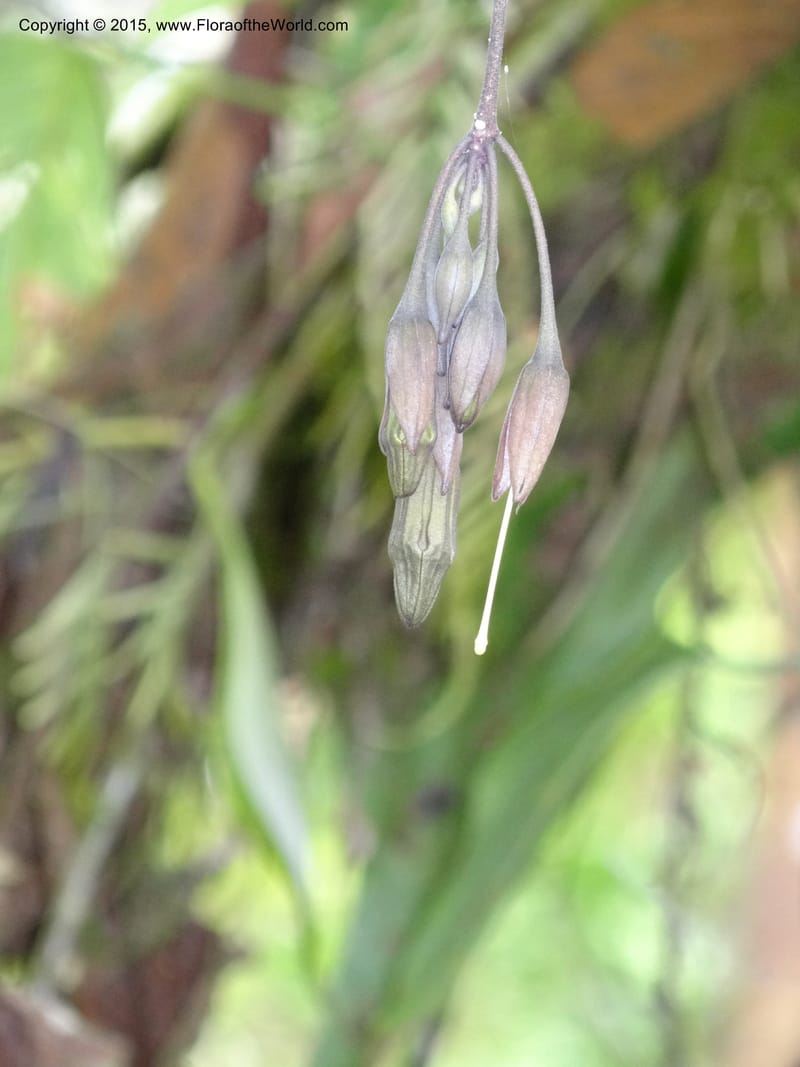 Merinthopodium neuranthum, Hammel 26105--Costa Rica. Road into Ranchos Tinamu. 3 Mar 2012. DSC03548 (94).JPG