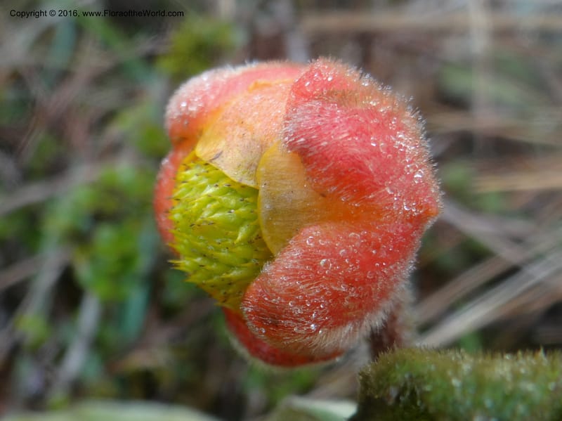 Ranunculus gusmannii, Ulloa, C 2335--Ecuador. Loja. Cerro Toledo. 30 Sep 2012. DSC05859 (112).JPG