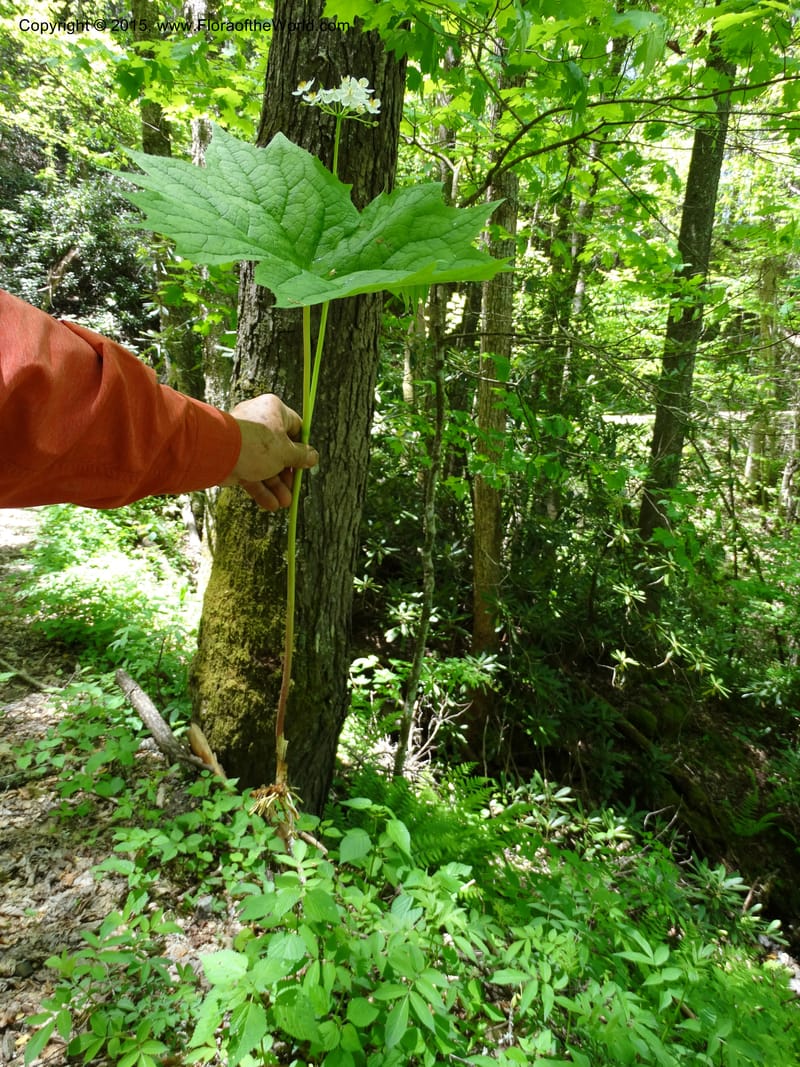 Diphylleia cymosa, Davidson, C 12981--North Carolina. Clay Co. Perry Gap Rd, Barnard's Cr. 13 May 2015. DSC04860 (186).JPG