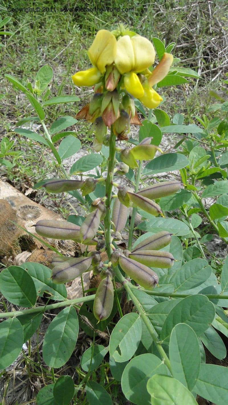 Crotalaria, R. Gereau 7170--Tanzania. Beach near Bagamoyo Country Club. 8 May 2010. 209 (90).jpg