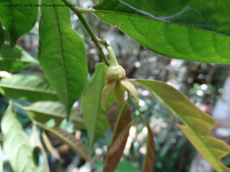 Artabotrys, Davidson, C 12924--Sabah. Kinabalu Nat. Park. Bundu Tuhan View Trail. 28 Mar 2015. DSC00951 (220).JPG