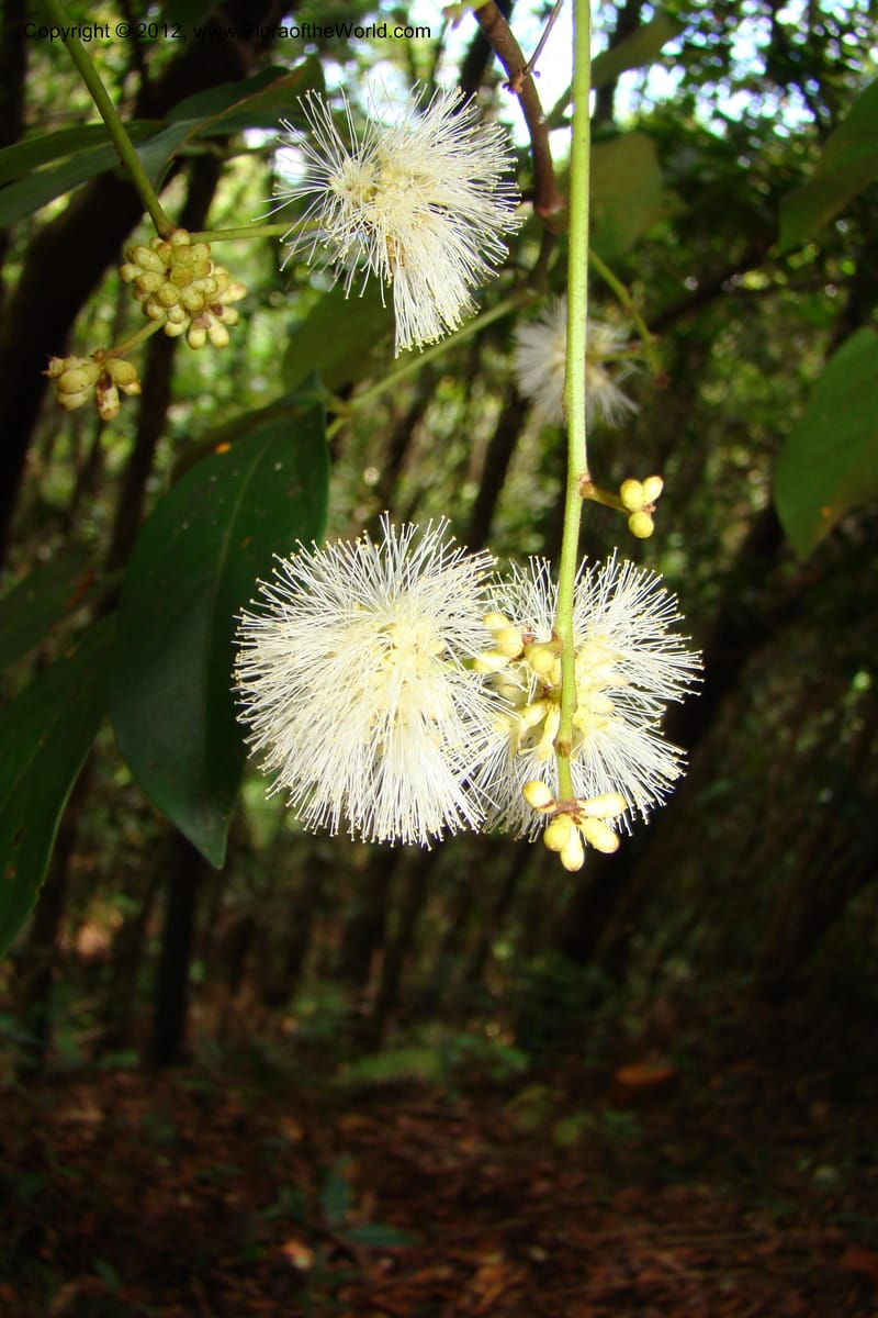 Archidendron, Regalado 1747--Viet Nam. Thua Thien Hue Prov. Phu Loc Distr. Bach Ma. 13 Apr 09. 335.jpg