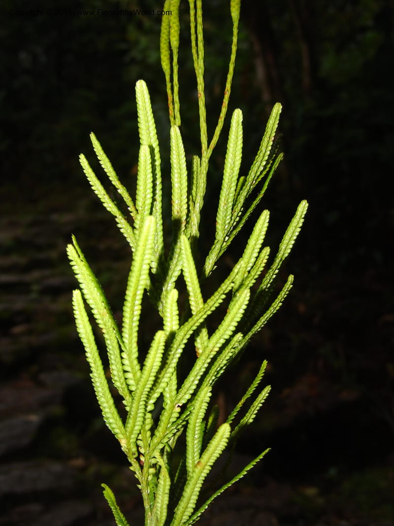 Lycopodium, M. Asanza N. 1994--Ecuador. Prov. Zam. Ch. Podocarpus N. Pk. 26 Sep 07. 151.jpg