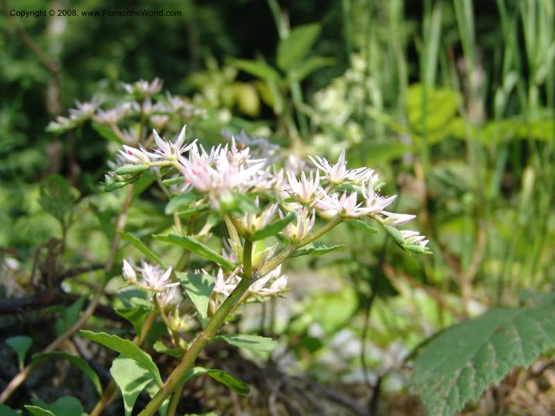 Sedum stoloniferum--Georgia. Lagodekhi  Forest Reserve. 11 Jun 05. 173.jpg
