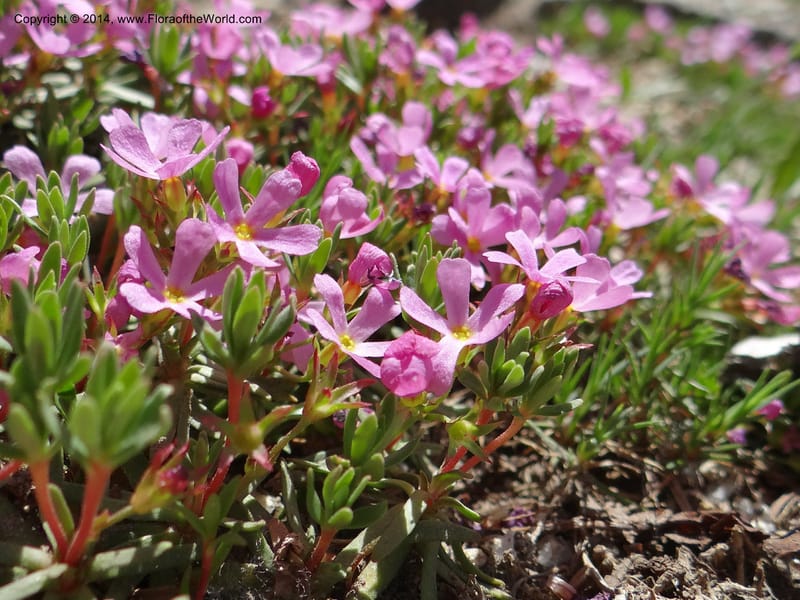 Douglasia, Davidson, C 12194--ID. Boise Co. Scott Mtn. Lookout Road. 18 Jun 2013. DSC06609 (94).JPG