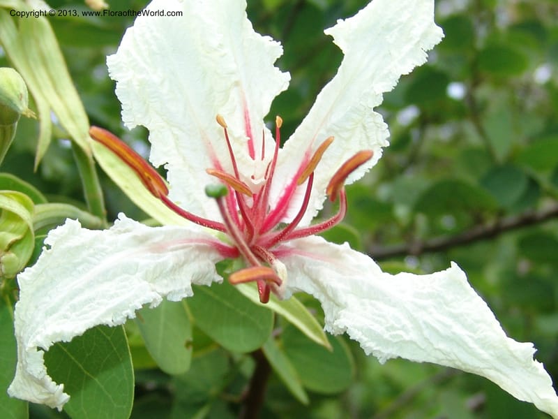 Bauhinia petersiana ssp macrantha--So.Africa. Lowveld Nat. Bot. Gard. 2. 14 Mch 05. 139.jpg