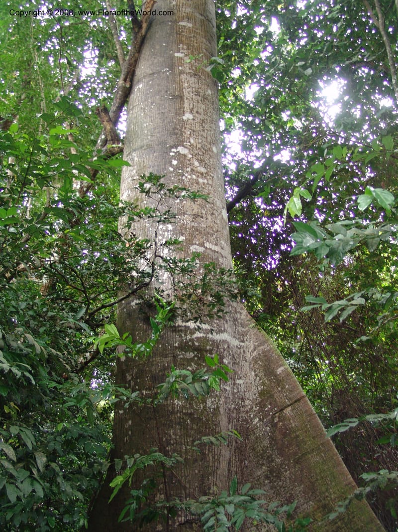Ceiba pentandra--Gabon. Prv. Ogooue-Iv. Lope, Ogooue Riv. 21 Apr 06. 103.jpg