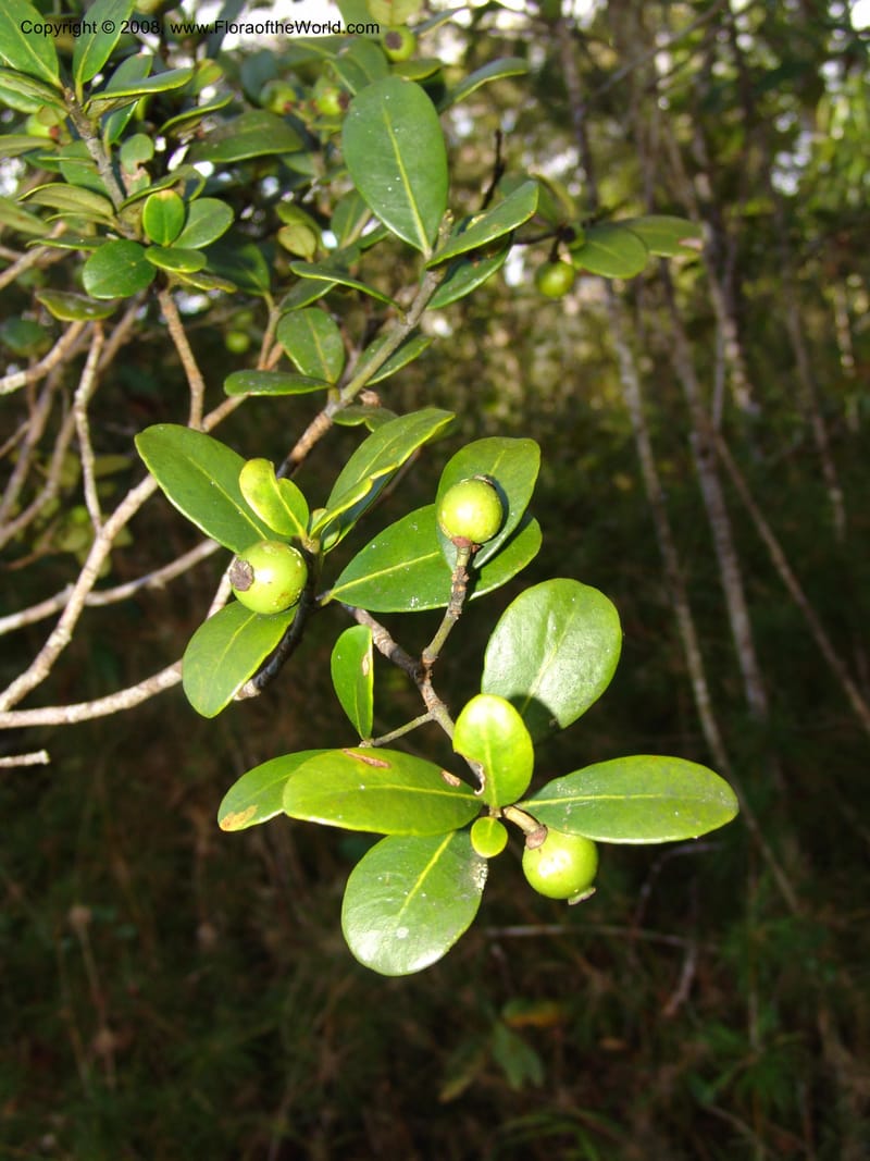 Garcinia, ZRogers1204--Madag. Anjozorobe, Aire Protegee, E Antsahabe. 17 Nov 06. 287.jpg