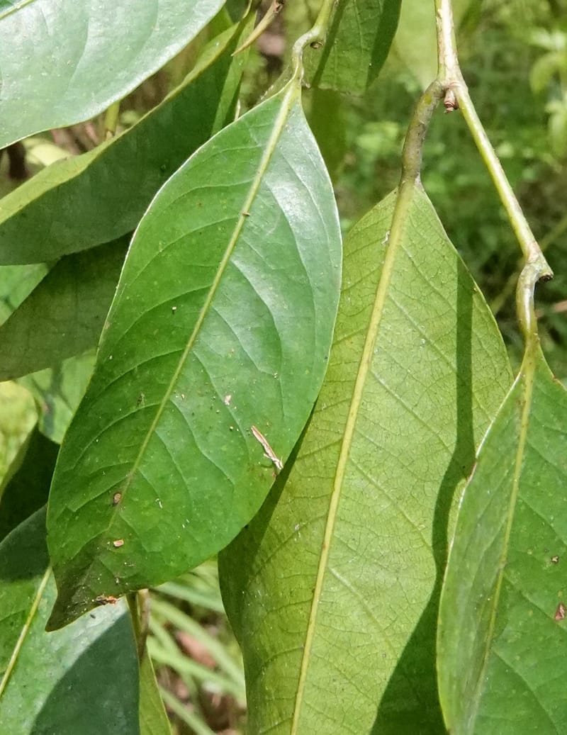 Irvingia gabonensis, C. Davidson 13929--Gabon. Missome Village. 31 Oct 2018. DSC00817 (146).JPG