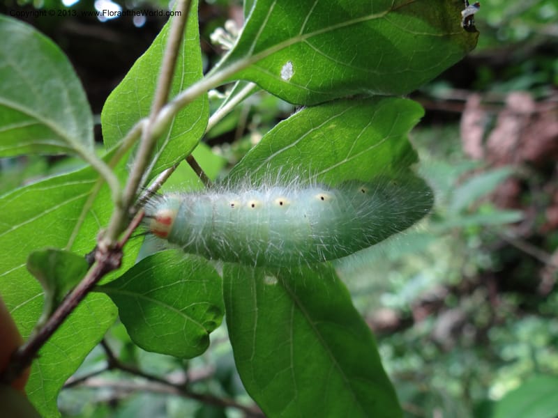 Caterpillar, Davidson, C 11967--China. Zhejiang Prov. Tian Mu Shan. 1 Jun 2012. (71).JPG