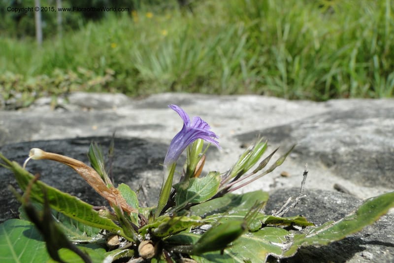 Ruellia hygrophila, W. D. Stevens 31292--Paraguay. Edo. Concepcion. Garay Cue. 21 Mar 2011. 147 (4).jpg