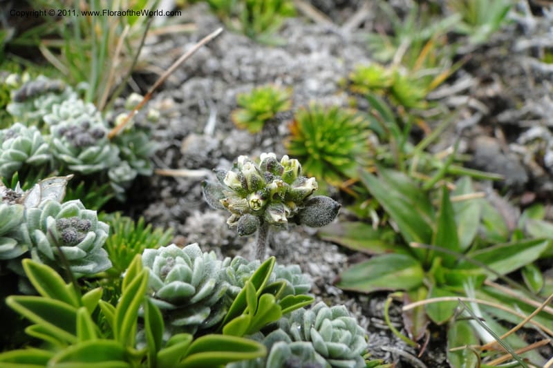 Draba, Ulloa 2022--Ecuador. Napo. Volcan Antesana. 2 Jun 2011. 206 (13).jpg