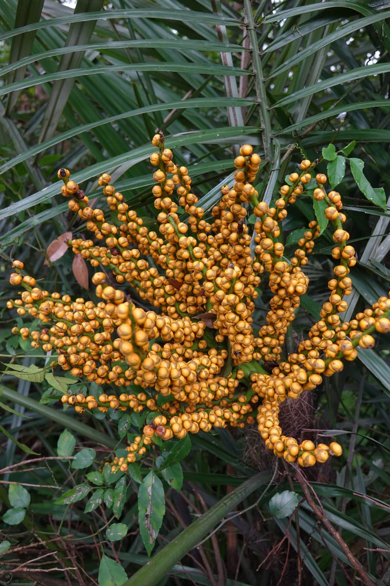 Arenga engleri, not collected--Taiwan. Hodong Village. Jinzibei Historical Trail. 19 May 2016.  (99).JPG