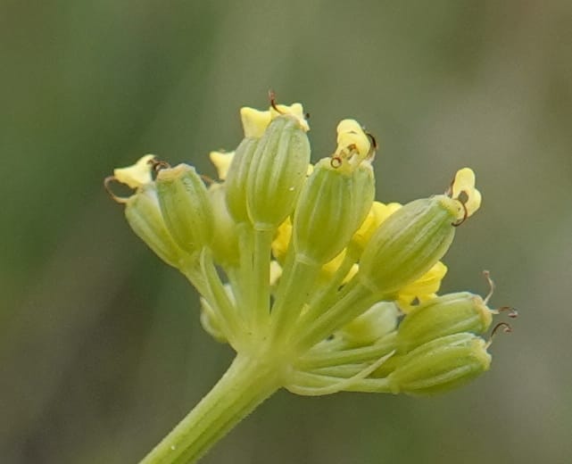 Lomatium triternatum, C. Davidson 13753--Oregon. Wallowa Co. Zumwalt.Trail Cr. Rd. 4 Jun 2018. DSC04078 (133).JPG