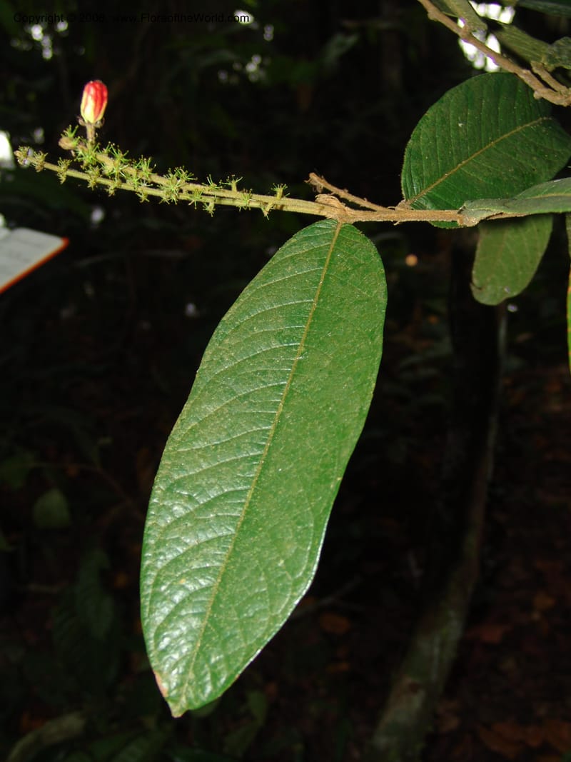 Hirtella bullata, AAraujoM1144--Bolivia. Pq. Nac. Madidi. Chalalan. Send. Paraba. 27 Nov 04. 028.jpg