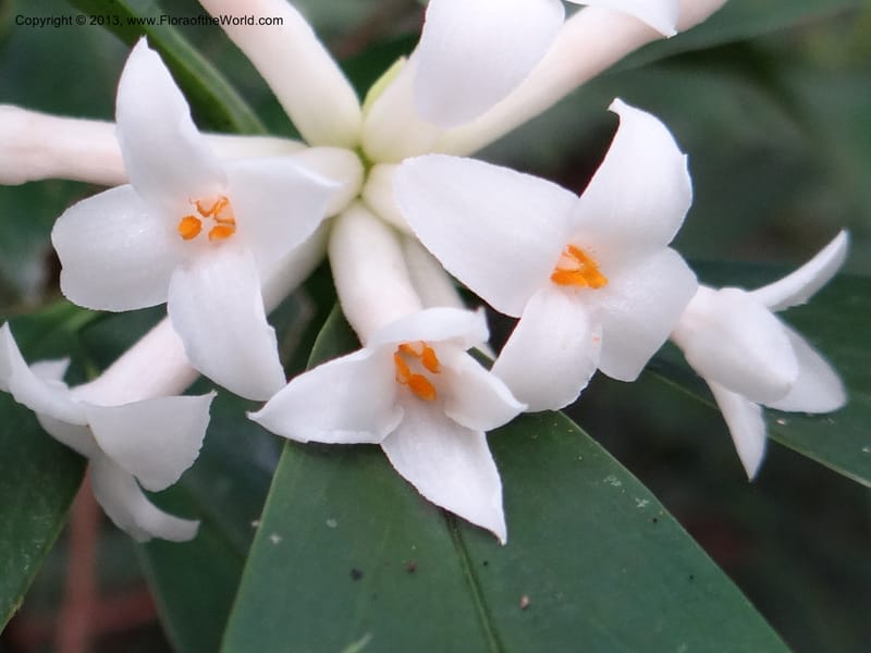 Daphne sureil, VC 5470--Thailand. Chiang Mai. Doi Suthep Pui N. P. 7 Nov 2012. (138).JPG