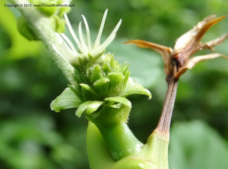 Female flower cluster with prominent white styles on a flowering shoot