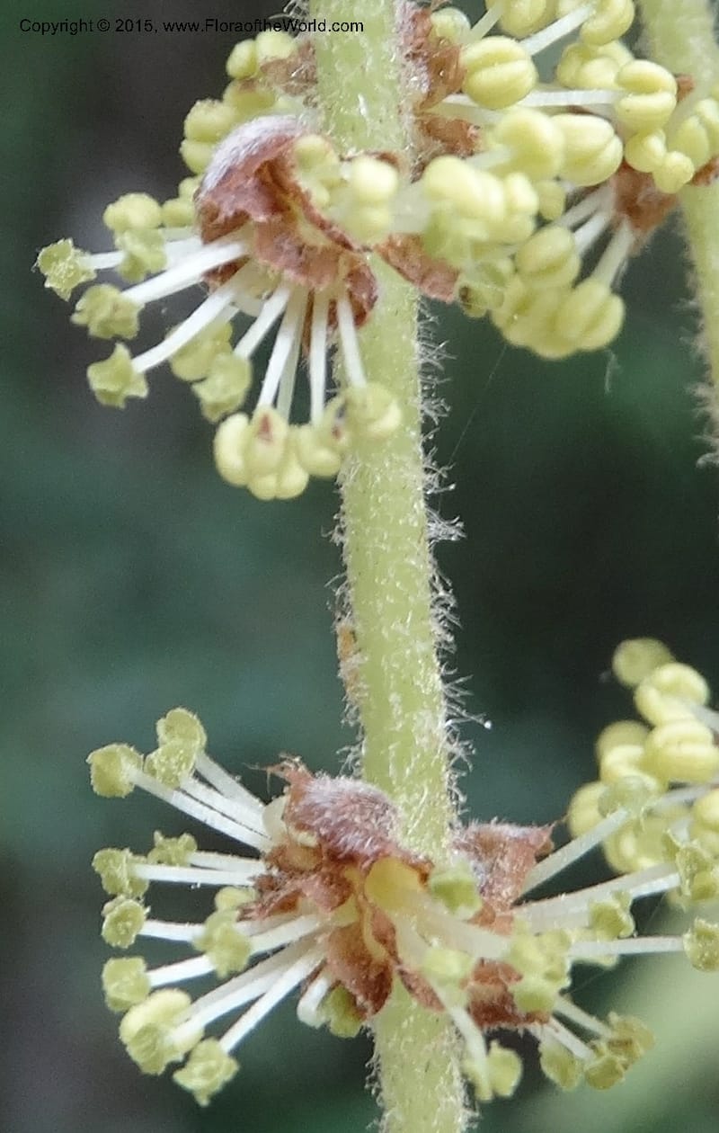 Quercus, Boufford, D 43691--China. Sichuan. LongDongZhen on Rd. to LeiYuan Shan. 13 May 2014. DSC05860 (129).JPG