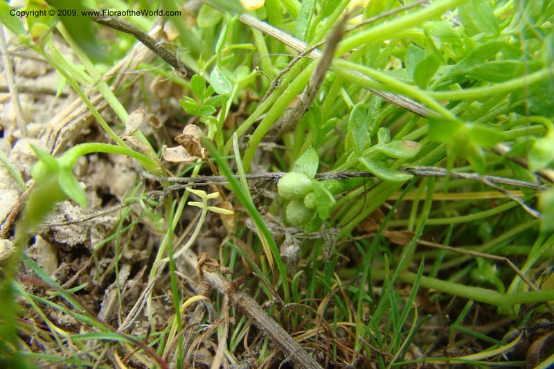 Floerkea proserpinacoides, C. Davidson 11326--Idaho. Elmore Co. Black's Cr. Rd. 1 May 2009 157.jpg
