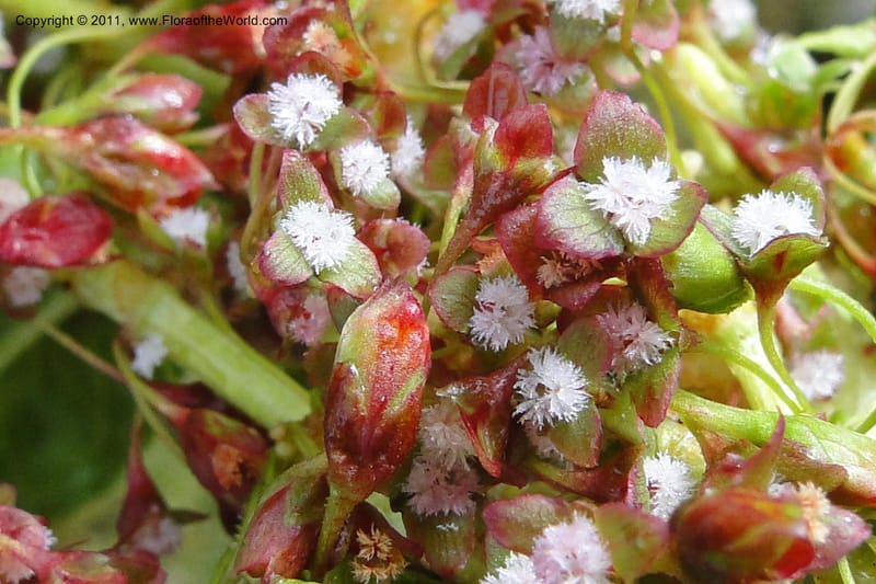 Rumex tolimensis, Ulloa 1994--Ecuador. Napo. Papallacta to Baeza. 1 Jun 2011. 376 (8).jpg
