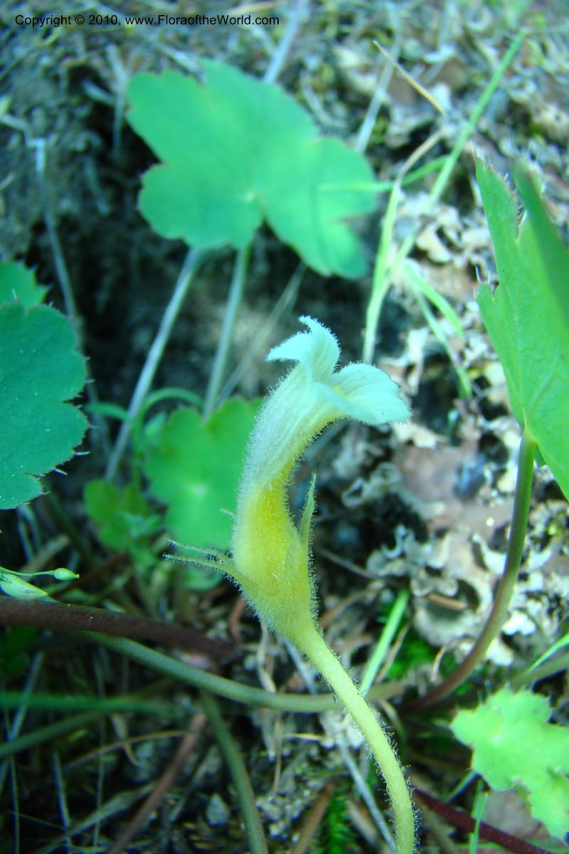 Orobanche uniflora, C. Davidson 11378--Idaho. Idaho Co. Salmon River. Polly Bemis Ranch. 27 May 2009. 025.jpg