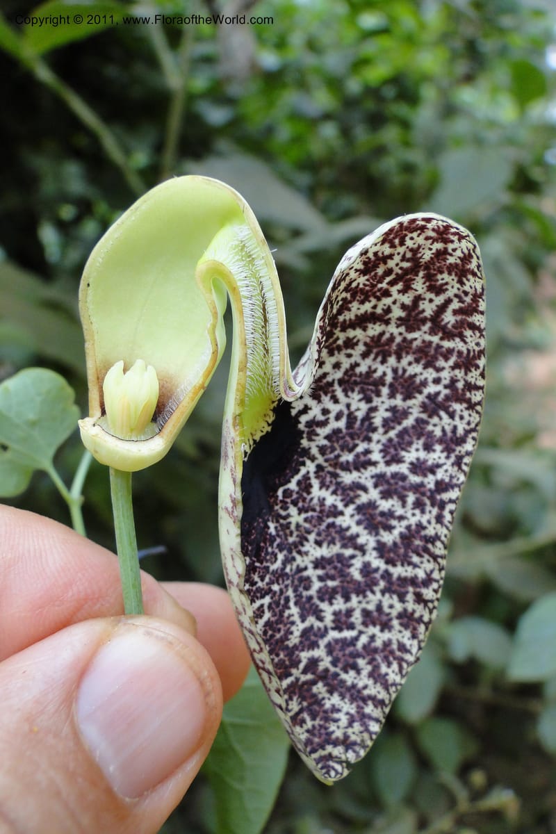Aristolochia, W. D. Stevens 30958--Paraguay. Edo. Guaira. Res. Ybytyruzu. 10 Mar 2011. 299 (3).jpg
