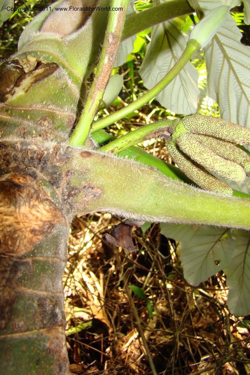 Cecropia peltata, Phillipson 6117--Madagascar. Prov. Fianarantsoa. Manombo Nat. Park. 13 Jan 09. 077 (18).jpg