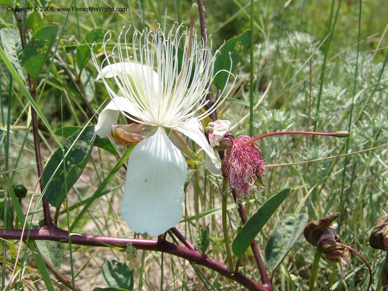 Capparis herbacea--Georgia. Shio Mgvime Monastery road. 12 Jun 05. 182.jpg