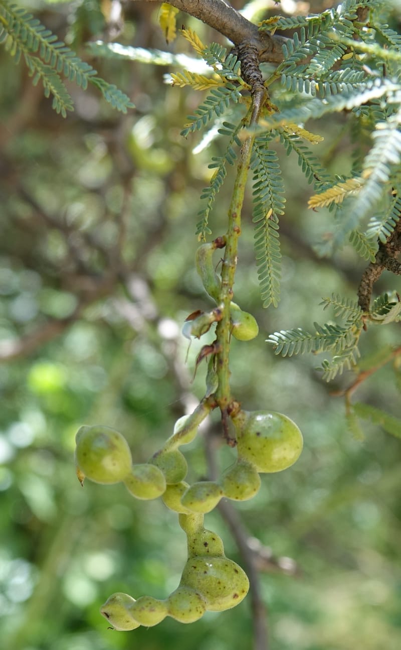 Prosopis torquata, Fortunato 13176--Argentina. Las Bretes. Stop 2. 8 Feb 2018. DSC09642 (13).JPG