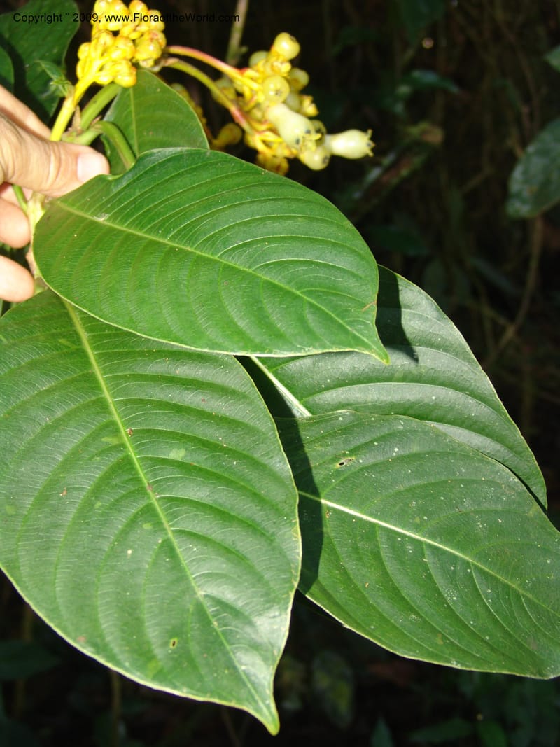 Palicourea clerodendroides, Croat98781--Ecuador. Z.C. Margin of Rio Nangaritza. 17 Sep 07. 298.jpg