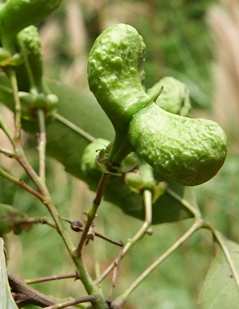 Delavaya toxocarpa, D. Boufford 44087--China. Yunnan. Xinshao Village. 28 Apr 2018. DSC00001 (6).JPG
