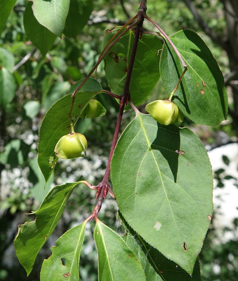 Euonymus sanguineus, D. Boufford 43991--China. Sichuan. Yibailingba-gou. 12 Aug 2017. DSC04660 (434).JPG