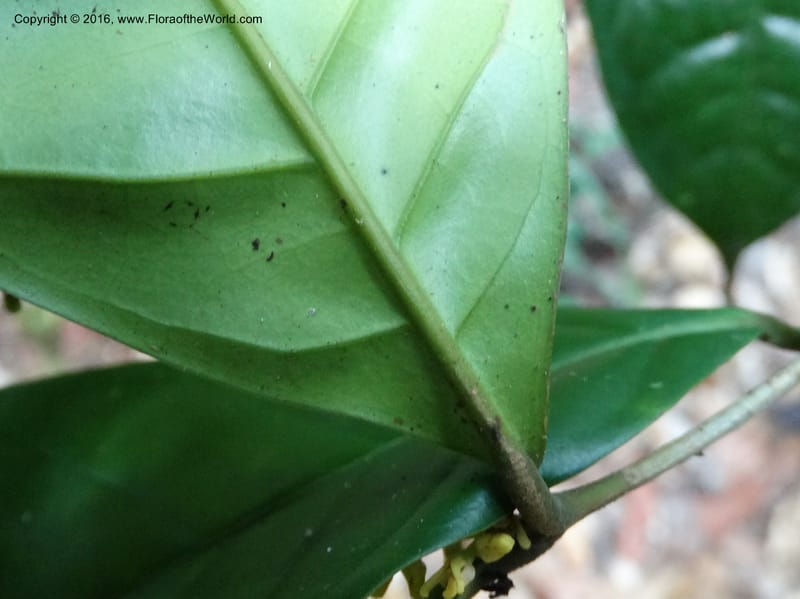 Chionanthus, Davidson, C 12886--Sabah. Sapa Paya For. Res. 23 Mar 2015. DSC00001 (98).JPG