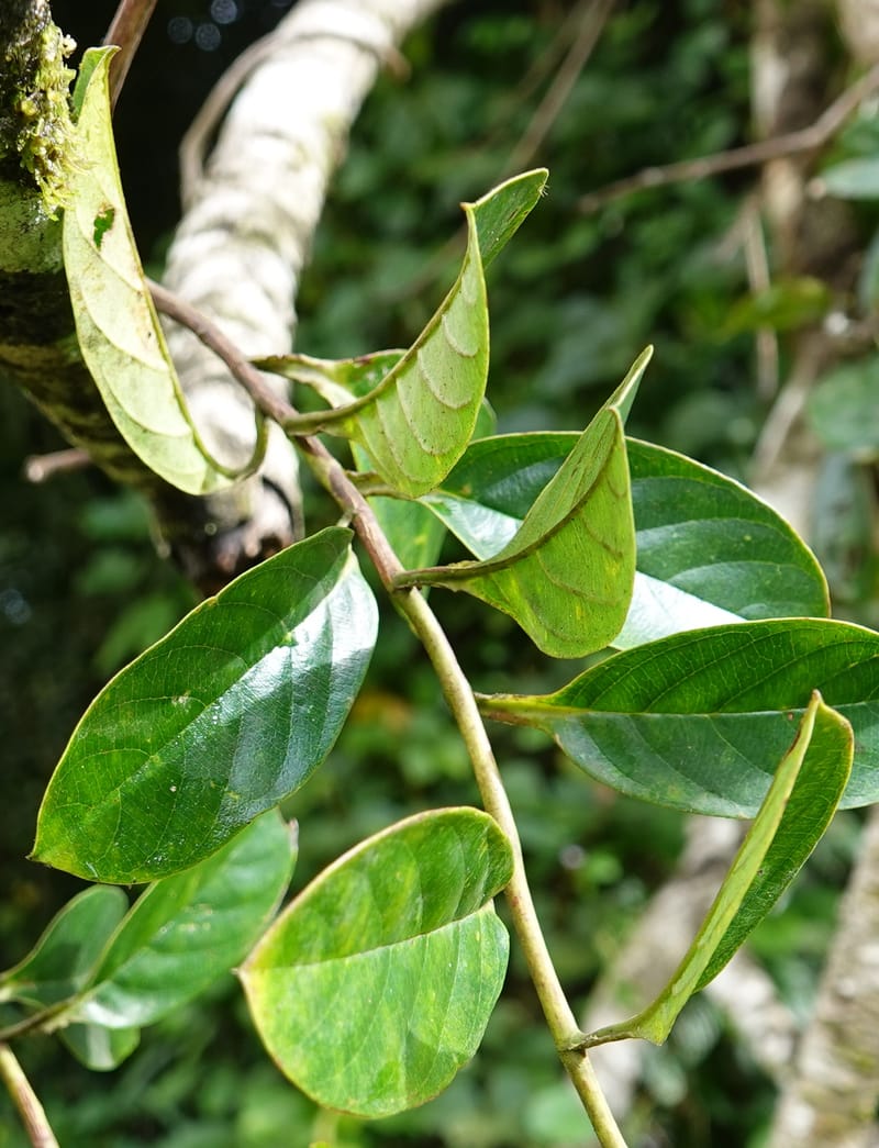 Tetracera, C. Davidson 13910--Gabon. M de C. Road past the cabins. 29 Oct 2018DSC09794 (19).JPG