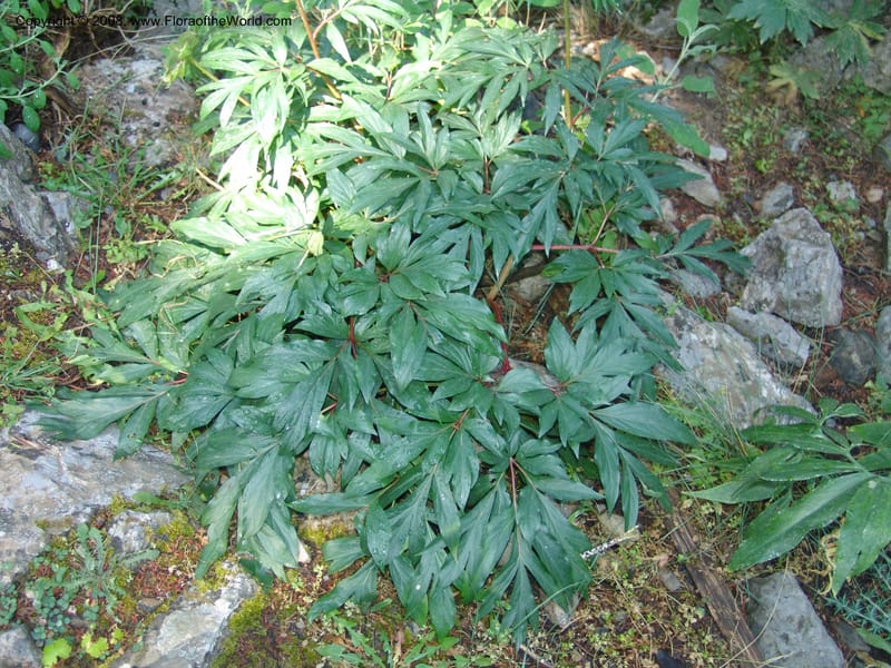 Paeonia clusii ssp clusii--Crete. Samaria Gorge. 27 May 05. 070.jpg