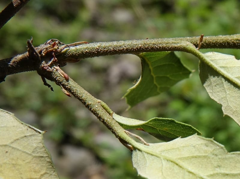 Quercus, C. Davidson 13762--China. Sichuan. Yibailingba-gou. 12 Aug 2017. DSC04660 (314).JPG