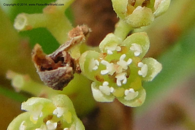 Cryptocarya, J. Munzinger 6545--New Caledonia. Tchamba. Grotie Kou. 16 Feb 2011. 092 (2).jpg