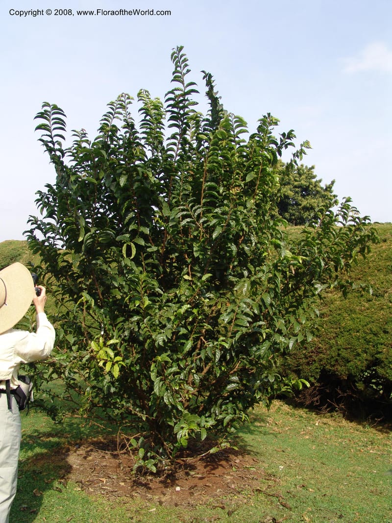 Oncoba spinosa--Kenya. Brooks Bond Tea Estate, Kericho. 10 Jul 04. 206.jpg
