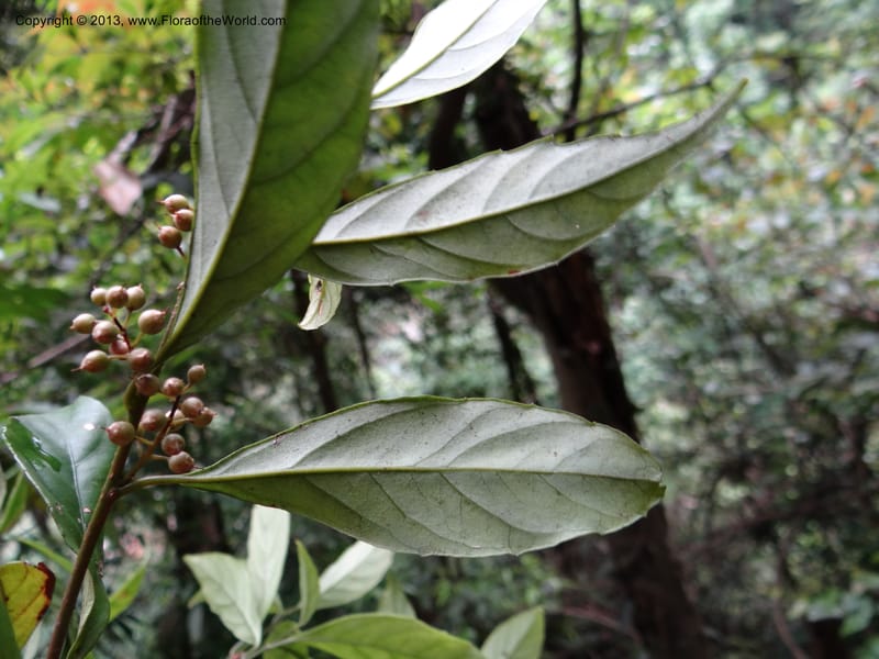 Maesa japonica, Davidson, C 12004--China. Anhui Prov. San Qing Shan. 4 Jun 2012. DSC01825 (128).JPG