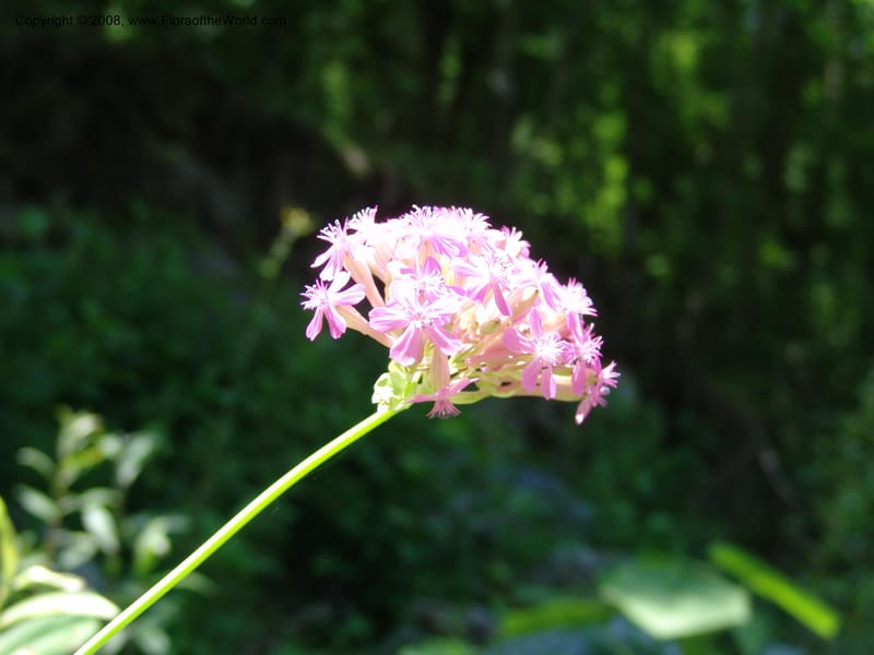 Silene compacta--Georgia. Lagodekhi  Forest Reserve. 11 Jun 05. 103.jpg