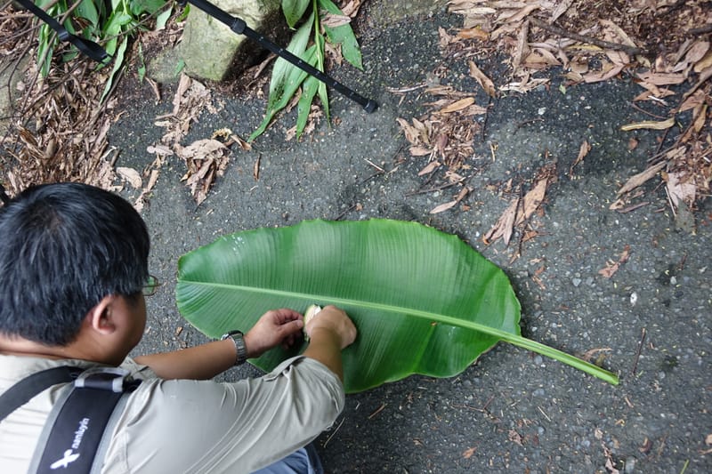 Musa formosana, Chung Kuo-Fang 3351--Taiwan. Wulai Distr. Wulai village. Hsing Hsian Trail. 19 May 2016. DSC03046 (151).JPG