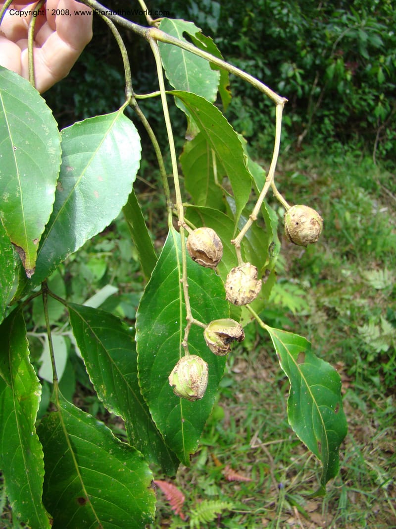 Turpinia occidentalis, NMartinezM2410--MX. Chiapas. Cta. Guapilla-Tapalapa. 13 Sep 08. 207.jpg